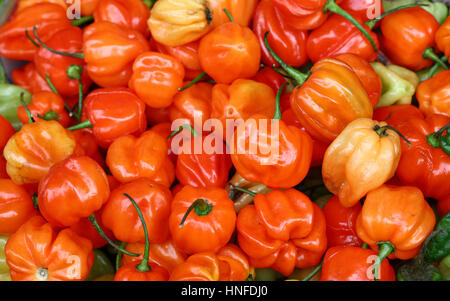 Sweet hot chili habanero (Aji Dulce) poivrons orange sur le marché des fermiers de détail Affichage, Close up, high angle view Banque D'Images