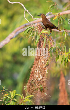 Russet-soutenu (Psarocolius angustifrons Oropendola), Reserva Natural Palmari, Brésil Banque D'Images