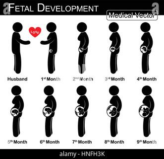 Le développement du foetus ( femme enceinte et la croissance fœtale dans utérus )( )( étape par étape de la science et des soins médicaux , concept )( mari et femme concept )( Illustration de Vecteur