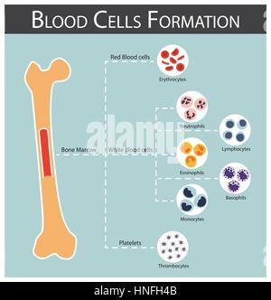 La formation des cellules sanguines (globules rouges de la moelle osseuse produisent des érythrocytes série : , , , monocytes lymphocytes neutrophiles éosinophiles basophiles , , , thro Illustration de Vecteur