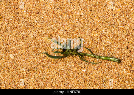 Close up of golden grain motifs et textures de sable et de la mer côtière algues échouées Banque D'Images