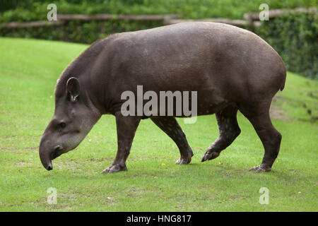 Tapir d'Amérique du Sud (Tapirus terrestris), également connu sous le nom de tapir brésilien. Banque D'Images