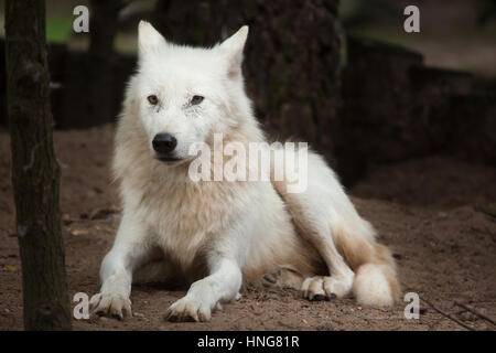 Le loup arctique (Canis lupus arctos), également connu sous le nom de l'île Melville au loup. Banque D'Images