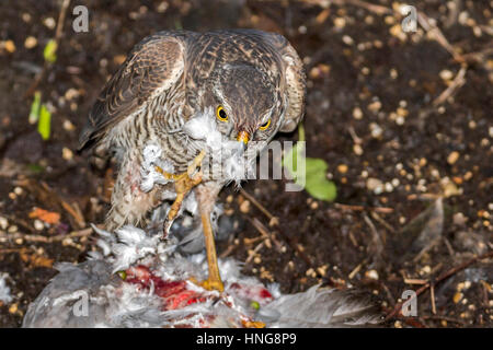 Eurasienne femelle fauve (Accipiter nisus), aka le nord de l'Europe ou tout simplement manger en bois blanc fraîchement tués Pigeon Londres Jardin ; t d'hiver Banque D'Images