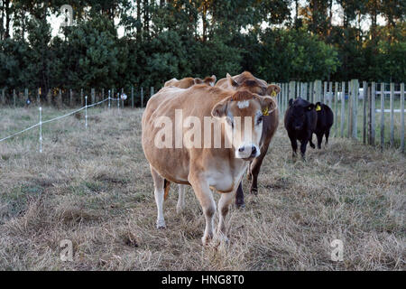 Angus vaches sur une ferme de style de vie en Nouvelle Zélande Banque D'Images