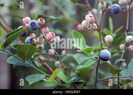Les bleuets sur un buisson dans le jardin familial Banque D'Images