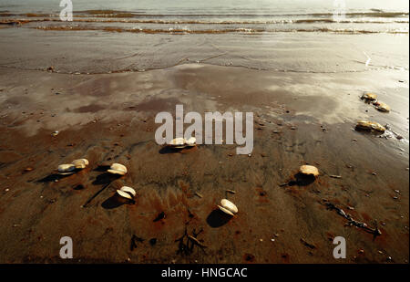 Coquillages échoués sur une plage vide. Banque D'Images