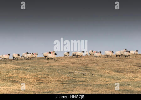 Un troupeau de moutons Blackface écossais sur Tor, Bodmin Moor en Cornouailles. Banque D'Images