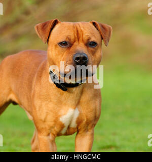 Staffordshire Bull Terrier, rouge Banque D'Images