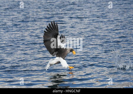 Des profils avec l'aigle de mer de Steller (Haliaeetus pelagicus) - plus grand eagle - capture d'un poisson à Hokkaido, au Japon. Banque D'Images