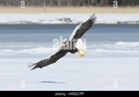 Des profils avec l'aigle de mer de Steller (Haliaeetus pelagicus) en vol, à Hokkaido, au Japon. Un énorme rapace de Sibérie, world's largest eagle, l'hivernage sur la glace de mer Banque D'Images