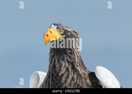 Close-up of hot l'aigle de mer de Steller (Haliaeetus pelagicus) à Hokkaido, au Japon. Le plus grand eagle, l'hivernage sur la glace de mer Banque D'Images