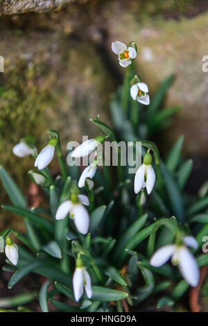 Grappe de perce-neige (Galanthus nivalis) in garden Banque D'Images