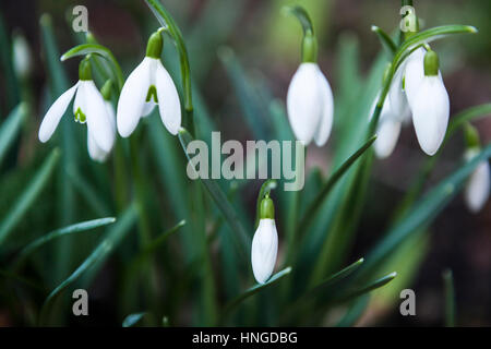 Close up of cluster de perce-neige (Galanthus nivalis) in garden Banque D'Images