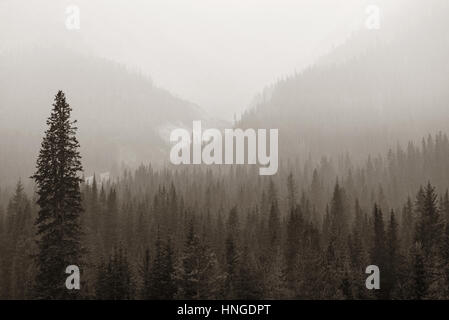 Foggy Mountain Forest dans le parc national de Banff. Banque D'Images