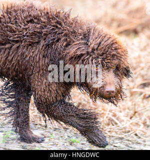 C'est un shaggy dog story. Banque D'Images