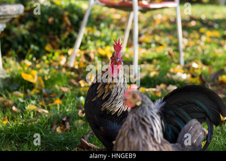 Poulet dans le jardin Banque D'Images