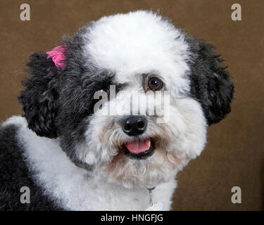 Caniche noir et blanc récemment damées mix avec arcs rose dans les cheveux portant un collier avec ID tags assis sur un canapé marron - close up avec langue showin Banque D'Images