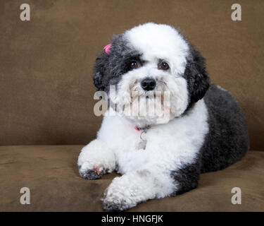 Caniche noir et blanc récemment damées mix avec arcs rose dans les cheveux portant un collier avec ID tags assis sur un canapé marron Banque D'Images