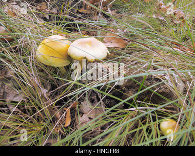 Jaune trois moisissure toxique, très semblables à des champignons comestibles Banque D'Images