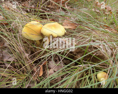 Jaune trois moisissure toxique, très semblables à des champignons comestibles Banque D'Images