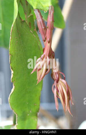 Epiphyllum oxypetalum ou également connu sous le nom de reine de la nuit Orchid orchid cactus flower buds Banque D'Images