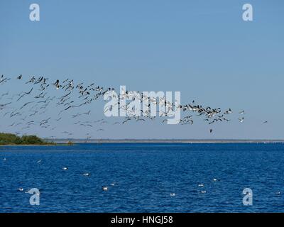 Troupeau d'oiseaux de mer équitation les courants d'air, Cedar Key, Florida, USA Banque D'Images