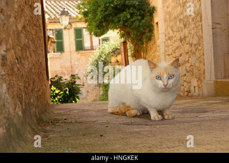 Chat domestique, point rouge, blanc, mélange siamois assis dans une ruelle Banque D'Images