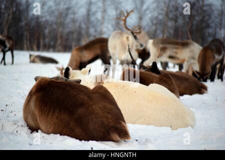 La prise de rennes reste sur la neige. Banque D'Images