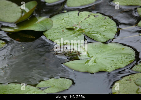 Grenouille des marais (Pelophylax ridibundus). Banque D'Images