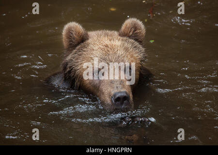 Kamchatka (ours brun Ursus arctos beringianus), également connu sous le nom de l'Extrême Est de l'ours brun de la baignade à la Fleche Zoo dans la vallée de la Loire, France. Banque D'Images