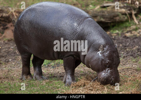 (Hippopotame pygmée Choeropsis liberiensis). Banque D'Images