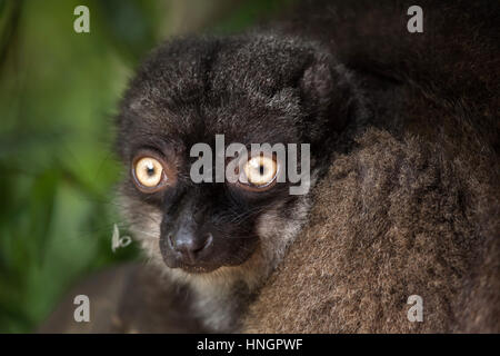 À TÊTE BLANCHE femelle lemur (Eulemur albifrons), également connu sous le nom de lémurien brun à front blanc. Banque D'Images