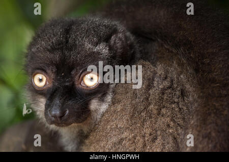 À TÊTE BLANCHE femelle lemur (Eulemur albifrons), également connu sous le nom de lémurien brun à front blanc. Banque D'Images