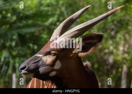 Bongo (Tragelaphus eurycerus orientale isaaci), également connu sous le nom de la montagne bongo. Banque D'Images