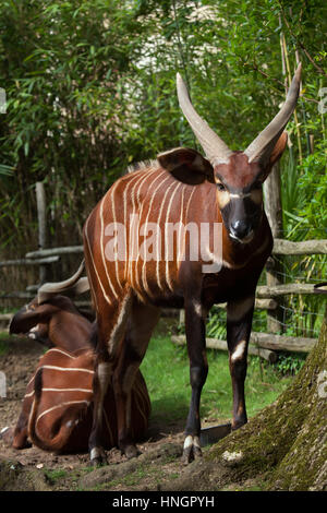 Bongo (Tragelaphus eurycerus orientale isaaci), également connu sous le nom de la montagne bongo. Banque D'Images