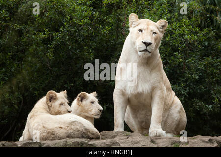 Lion Blanc femelle avec deux lionceaux nouveau-né à La Flèche Zoo dans la vallée de la Loire, France. Le lion blanc est une mutation de couleur du Transvaal lion (Panthera leo krugeri), également connu sous le nom de lion en Afrique du Sud-est du Kalahari ou lion. Deux lionceaux blancs sont nés le 2 décembre 2015. Banque D'Images