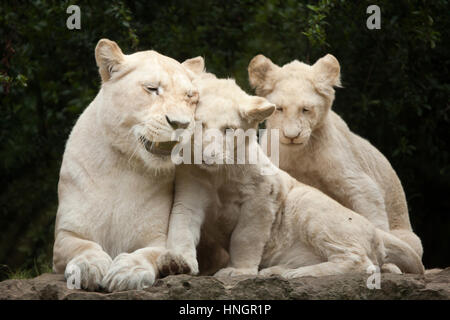 Lion Blanc femelle avec deux lionceaux nouveau-né à La Flèche Zoo dans la vallée de la Loire, France. Le lion blanc est une mutation de couleur du Transvaal lion (Panthera leo krugeri), également connu sous le nom de lion en Afrique du Sud-est du Kalahari ou lion. Deux lionceaux blancs sont nés le 2 décembre 2015. Banque D'Images