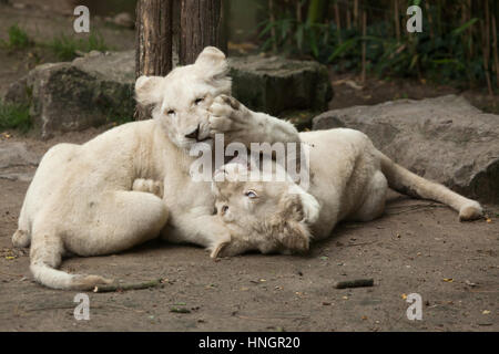 Nouveau-né deux lionceaux blancs à la Fleche Zoo dans la vallée de la Loire, France. Le lion blanc est une mutation de couleur du Transvaal lion (Panthera leo krugeri), également connu sous le nom de lion en Afrique du Sud-est du Kalahari ou lion. Deux lionceaux blancs sont nés le 2 décembre 2015. Banque D'Images