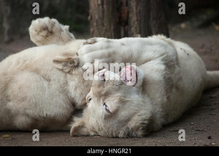 Nouveau-né deux lionceaux blancs à la Fleche Zoo dans la vallée de la Loire, France. Le lion blanc est une mutation de couleur du Transvaal lion (Panthera leo krugeri), également connu sous le nom de lion en Afrique du Sud-est du Kalahari ou lion. Deux lionceaux blancs sont nés le 2 décembre 2015. Banque D'Images