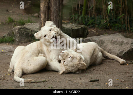 Nouveau-né deux lionceaux blancs à la Fleche Zoo dans la vallée de la Loire, France. Le lion blanc est une mutation de couleur du Transvaal lion (Panthera leo krugeri), également connu sous le nom de lion en Afrique du Sud-est du Kalahari ou lion. Deux lionceaux blancs sont nés le 2 décembre 2015. Banque D'Images