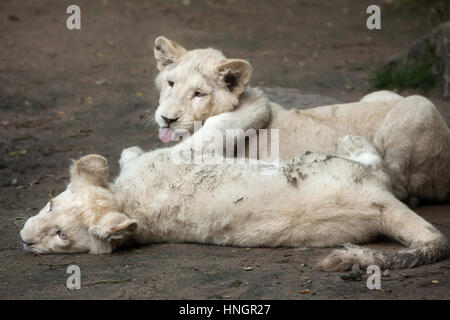 Nouveau-né deux lionceaux blancs à la Fleche Zoo dans la vallée de la Loire, France. Le lion blanc est une mutation de couleur du Transvaal lion (Panthera leo krugeri), également connu sous le nom de lion en Afrique du Sud-est du Kalahari ou lion. Deux lionceaux blancs sont nés le 2 décembre 2015. Banque D'Images