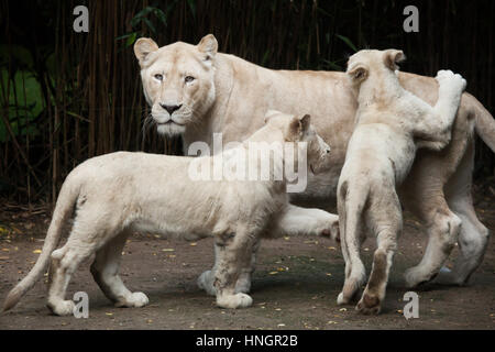 Lion Blanc femelle avec deux lionceaux nouveau-né à La Flèche Zoo dans la vallée de la Loire, France. Le lion blanc est une mutation de couleur du Transvaal lion (Panthera leo krugeri), également connu sous le nom de lion en Afrique du Sud-est du Kalahari ou lion. Deux lionceaux blancs sont nés le 2 décembre 2015. Banque D'Images