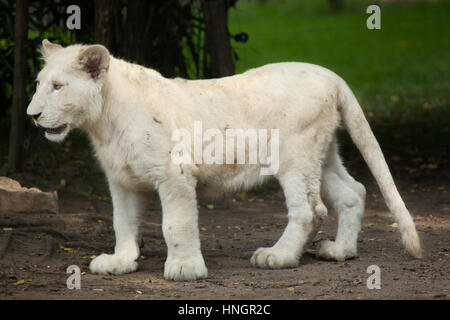 White Lion cub au Zoo de La Flèche, dans la vallée de la Loire, France. Le lion blanc est une mutation de couleur du Transvaal lion (Panthera leo krugeri), également connu sous le nom de lion en Afrique du Sud-est du Kalahari ou lion. Deux lionceaux blancs sont nés le 2 décembre 2015. Banque D'Images