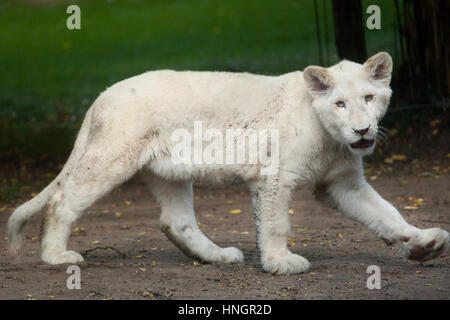 White Lion cub au Zoo de La Flèche, dans la vallée de la Loire, France. Le lion blanc est une mutation de couleur du Transvaal lion (Panthera leo krugeri), également connu sous le nom de lion en Afrique du Sud-est du Kalahari ou lion. Deux lionceaux blancs sont nés le 2 décembre 2015. Banque D'Images