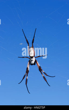 Golden femelle-Orb weaver (Nephila edulis) sur son site web, Wentworth, New South Wales, Australie Banque D'Images