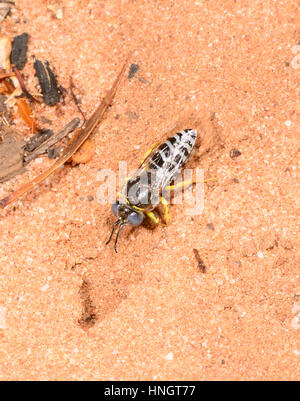 Guêpe Bembix sable (sp.) de creuser un trou dans le sable, Hattah Kulkyne National Park, Victoria Banque D'Images