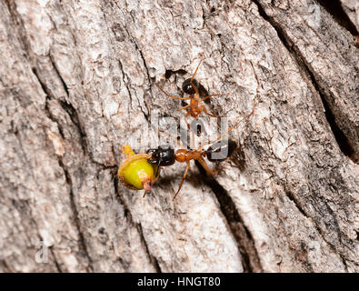 Sucre à tête noire (fourmi Camponotus nigriceps) avec de la nourriture, Hattah Kulkyne National Park, Victoria Banque D'Images