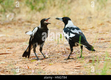 Fun pour adultes et juvéniles Pies australienne la mendicité (Cracticus Hattah Kulkyne tibicen), National Park, Victoria, Victoria, Australie Banque D'Images