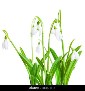 Perce-neige de printemps flower isolated on a white background Banque D'Images